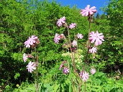 06 Fiori rosa di Silene dioica